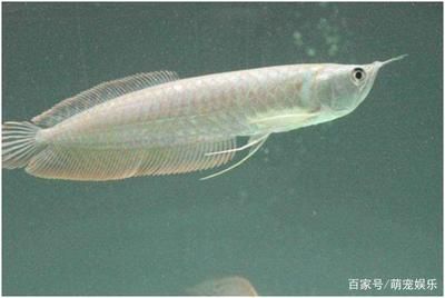 大銀龍魚值錢嗎（銀龍魚價格多少錢一只銀龍魚多少錢一只銀龍魚價格對比）