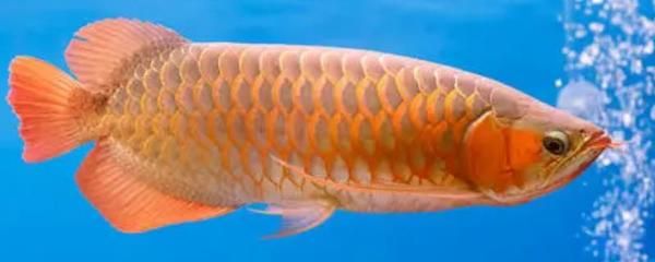 龍魚怎么交配產卵（如何判斷龍魚是否進入發情期,龍魚繁殖后的水質管理技巧）