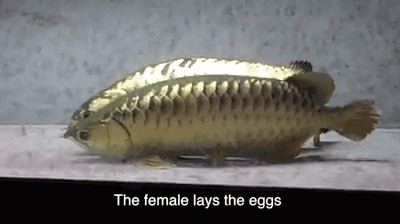 龍魚怎么交配產卵（如何判斷龍魚是否進入發情期,龍魚繁殖后的水質管理技巧）