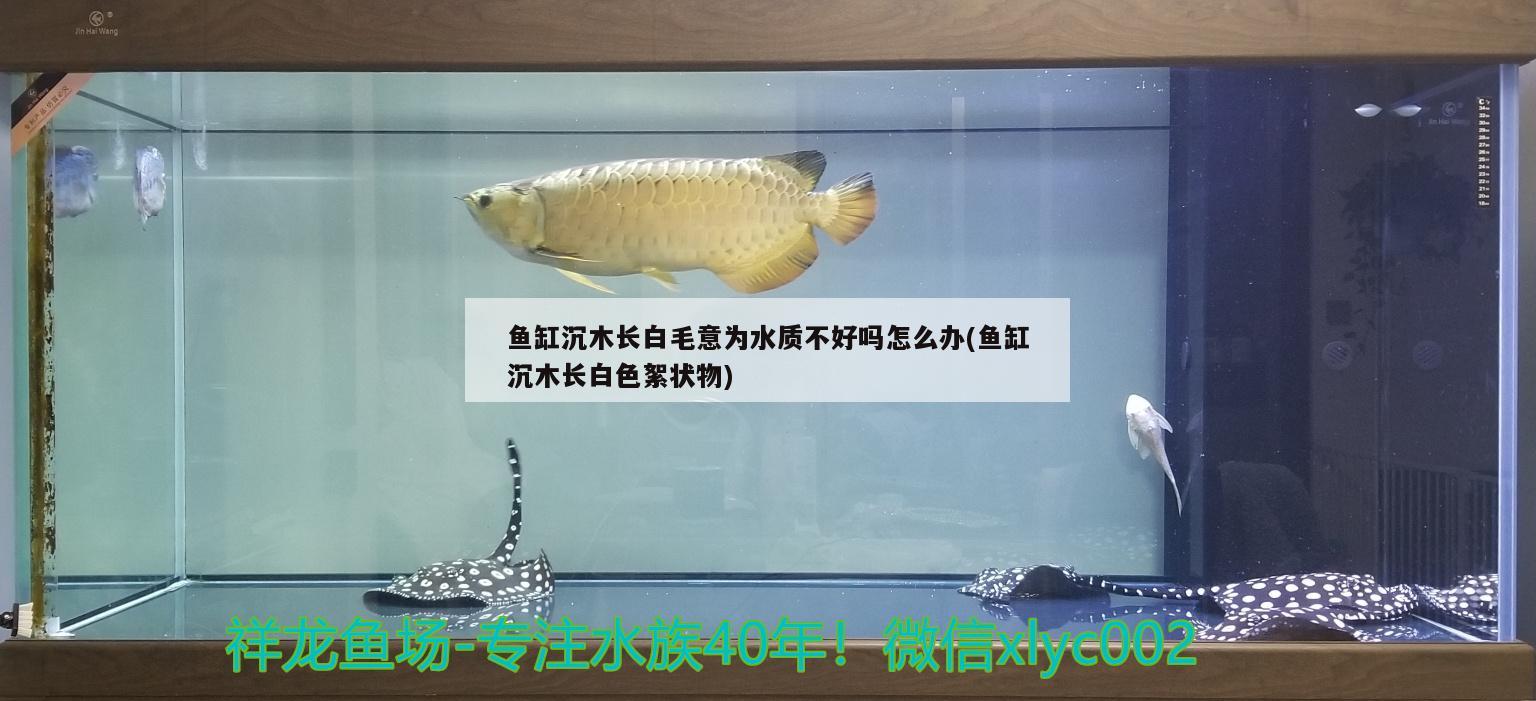 魚缸沉木長(zhǎng)白毛意為水質(zhì)不好嗎怎么辦(魚缸沉木長(zhǎng)白色絮狀物)