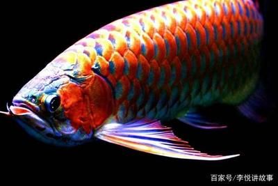 龍魚喂什么好消化：喂龍魚好消化的食物應該是營養豐富、易于消化的動物性飼料