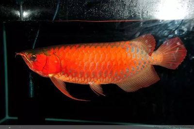 龍魚拒食一個月通常不會導致死亡：龍魚拒食一個月會死嗎