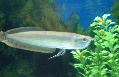 銀龍魚常見病的癥狀及防治措施：