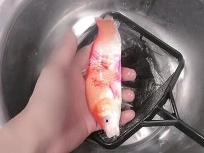 金龍魚殺菌藥有哪些：龍魚殺菌用什么藥最好