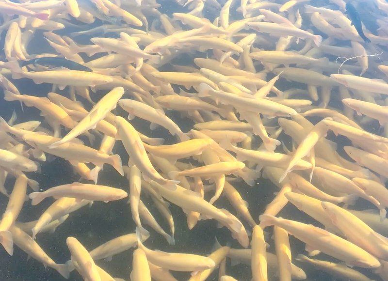 金鱒魚(yú)為何不建議吃