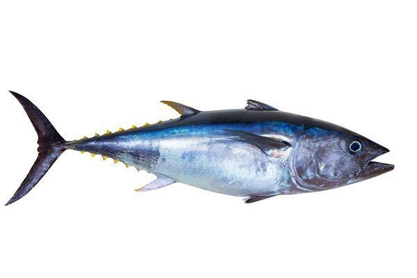 金鱒魚(yú)為何不建議吃