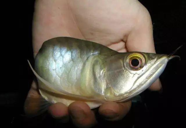 福龍魚(yú)的主要炒作手段有哪些？