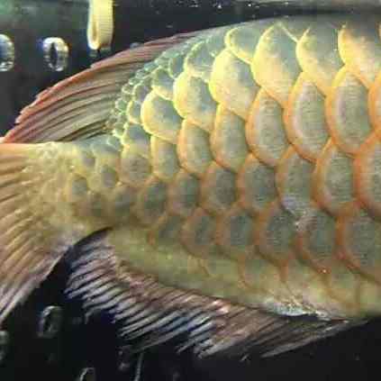 龍魚鰭爛了多久會死？