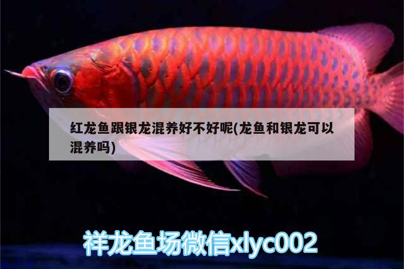 紅龍魚跟銀龍混養好不好呢(龍魚和銀龍可以混養嗎)