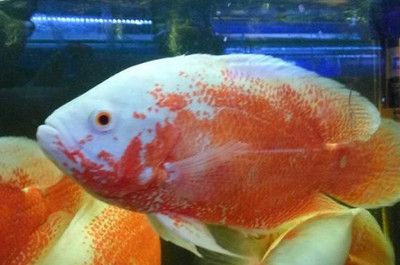 龍魚生長速度快嗎：龍魚生長速度與喂食量有關(guān)系嗎？