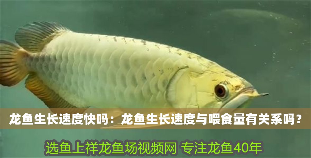 龍魚生長速度快嗎：龍魚生長速度與喂食量有關系嗎？