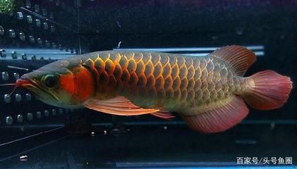 龍魚的處理方式：不再飼養(yǎng)您的龍魚的幾種處理方式