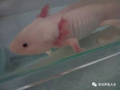 龍魚的處理方式：不再飼養(yǎng)您的龍魚的幾種處理方式