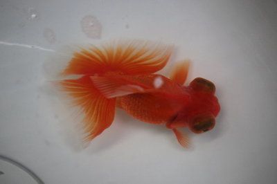 觀賞魚價格波動趨勢預測：觀賞魚價格波動趨勢預測未來幾個月的價格走勢需考慮更多變量