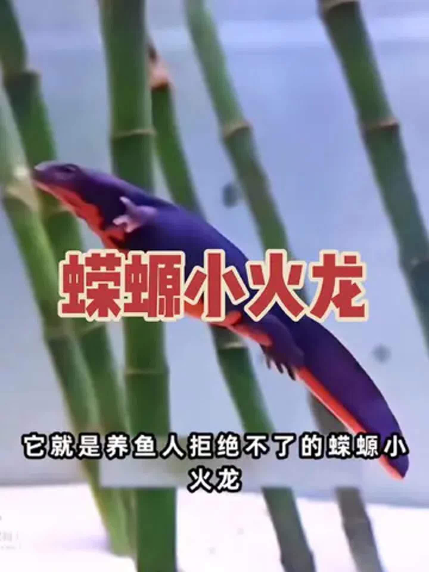 小火龍魚可以喂哪些植物性食物？