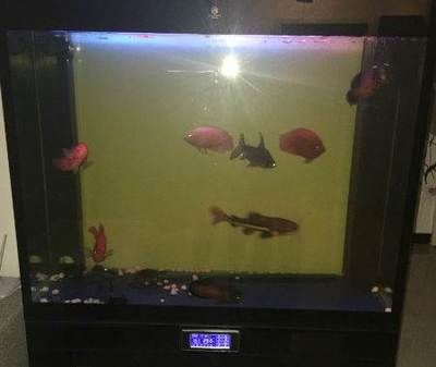 魚缸圖片大全圖 一米二高，一米二高魚缸造景材料選購指南熱帶魚與水草搭配技巧