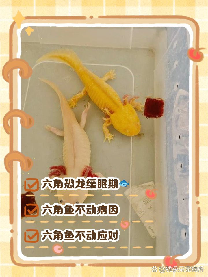 六角恐龍魚不動(dòng)了我碰它也不動(dòng)