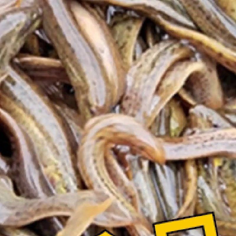 龜增色龍魚的天敵有哪些
