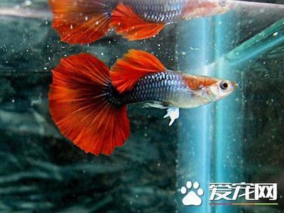龍魚大白片直接喂：龍魚大白片可以直接喂食給龍魚嗎？