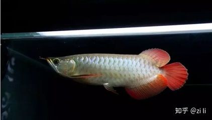 紅龍魚翹頭和翹嘴的區別：紅龍魚翹頭與翹嘴的區別