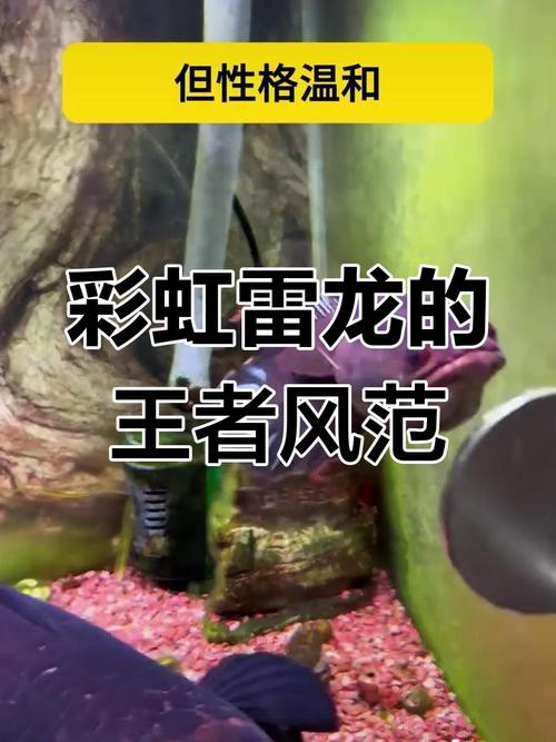 給我一張彩虹雷龍魚的照片