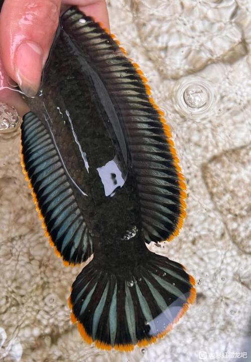 給我一張彩虹雷龍魚的照片