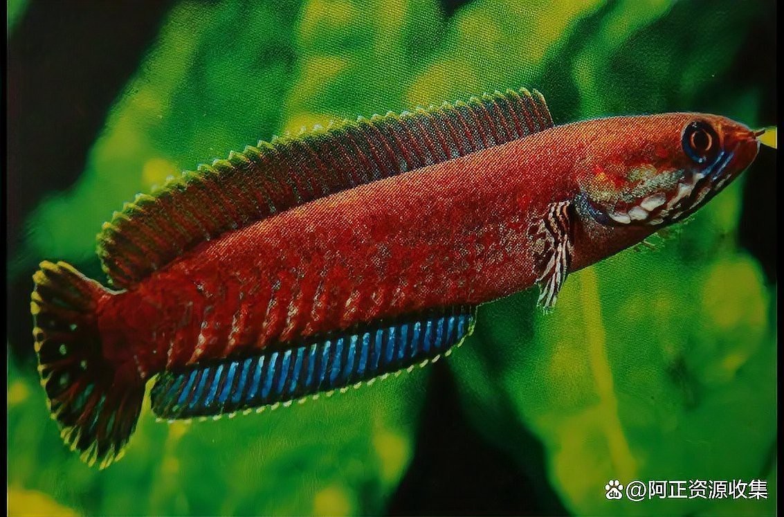 給我一張彩虹雷龍魚的照片