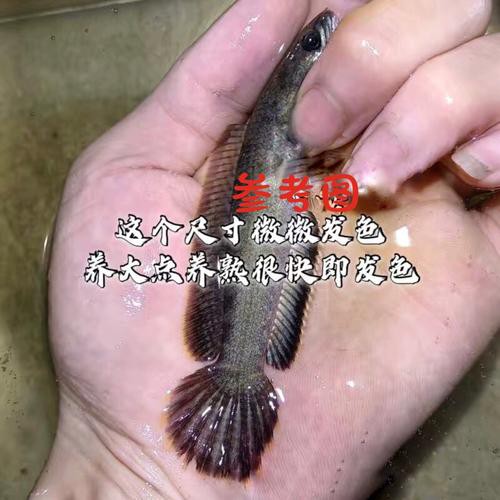 給我一張彩虹雷龍魚的照片