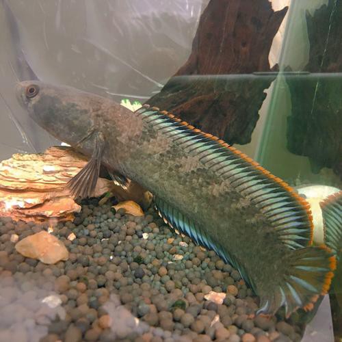 給我一張彩虹雷龍魚的照片