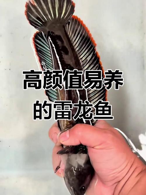 給我一張彩虹雷龍魚的照片