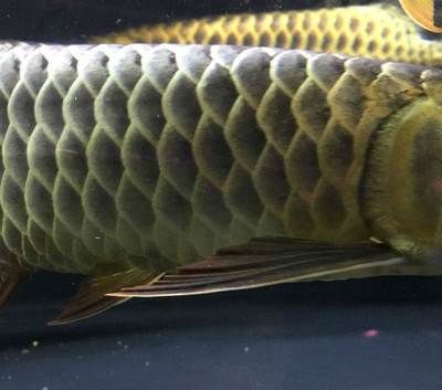 龍魚去哪里批發(fā)最便宜的：廣州花地灣越和花鳥魚蟲市場、天津龍魚價格優(yōu)勢分析