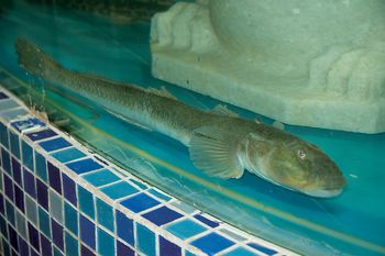 龍魚去哪里批發(fā)最便宜的：廣州花地灣越和花鳥魚蟲市場、天津龍魚價格優(yōu)勢分析