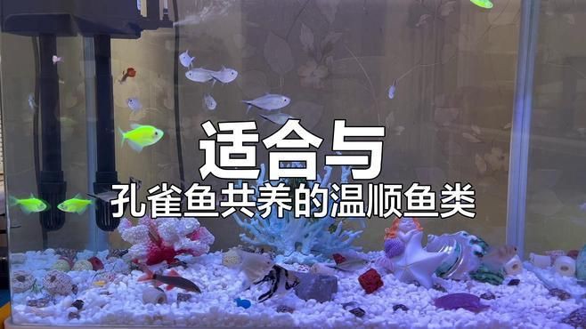 孔雀魚適合跟什么魚混養