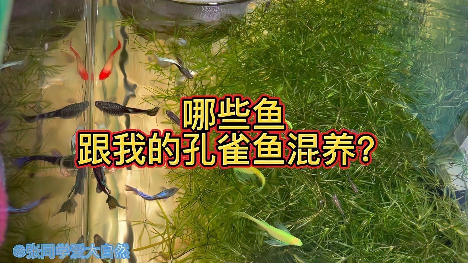 孔雀魚適合跟什么魚混養