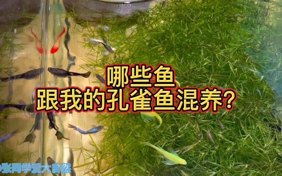 孔雀魚適合跟什么魚混養