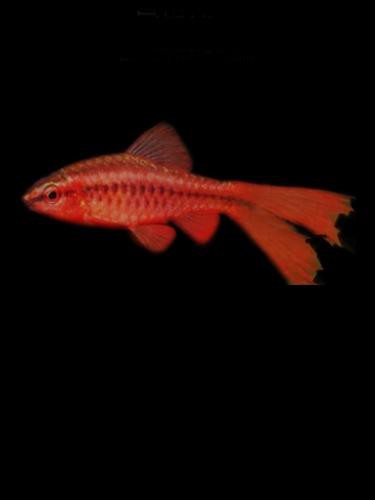 紅龍魚混養什么魚最好養活