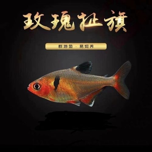 紅龍魚混養什么魚最好養活