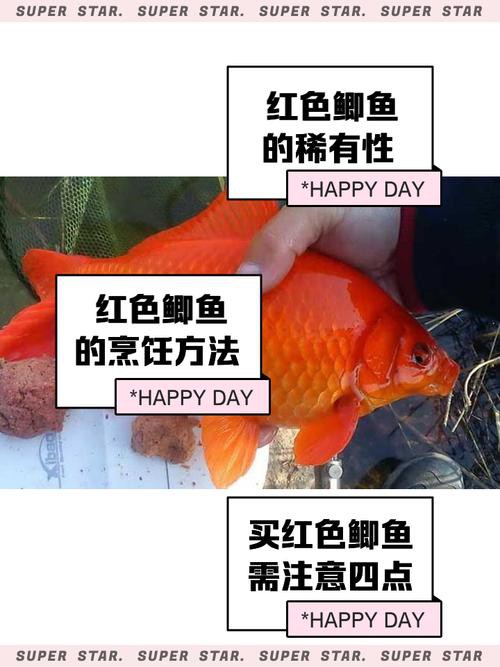 紅龍魚混養什么魚最好養活