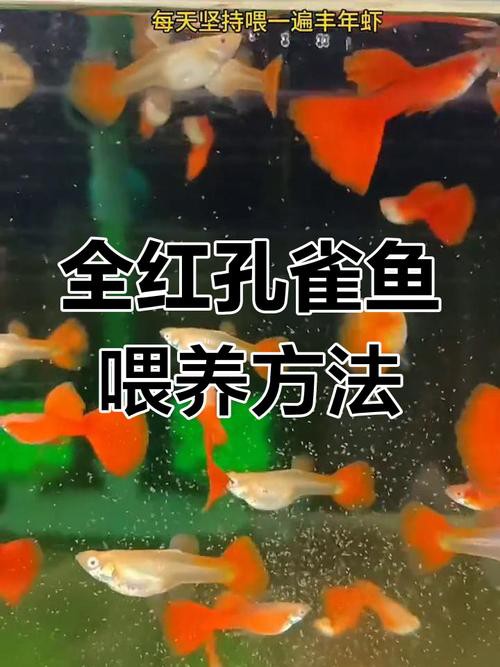 紅龍魚混養什么魚最好養活