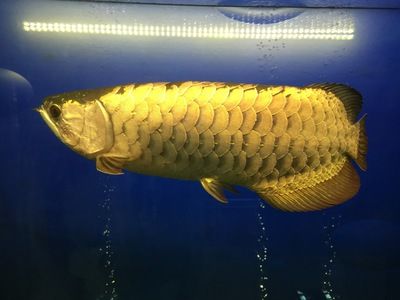 龍魚是什么樣的魚類：亞洲龍魚是一種兼具觀賞價(jià)值和文化意義的大型淡水魚