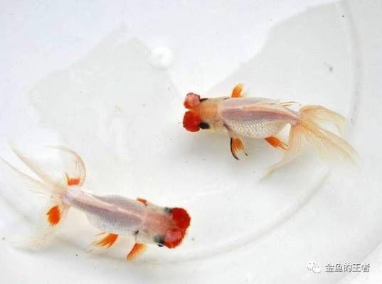 龍魚藥浴，關(guān)于龍魚藥浴的注意事項和步驟