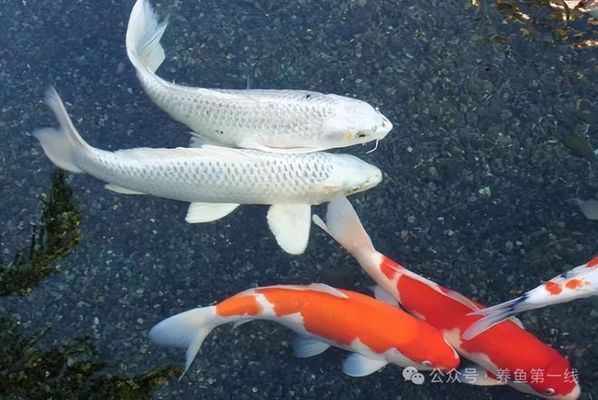 龍魚藥浴，關(guān)于龍魚藥浴的注意事項和步驟