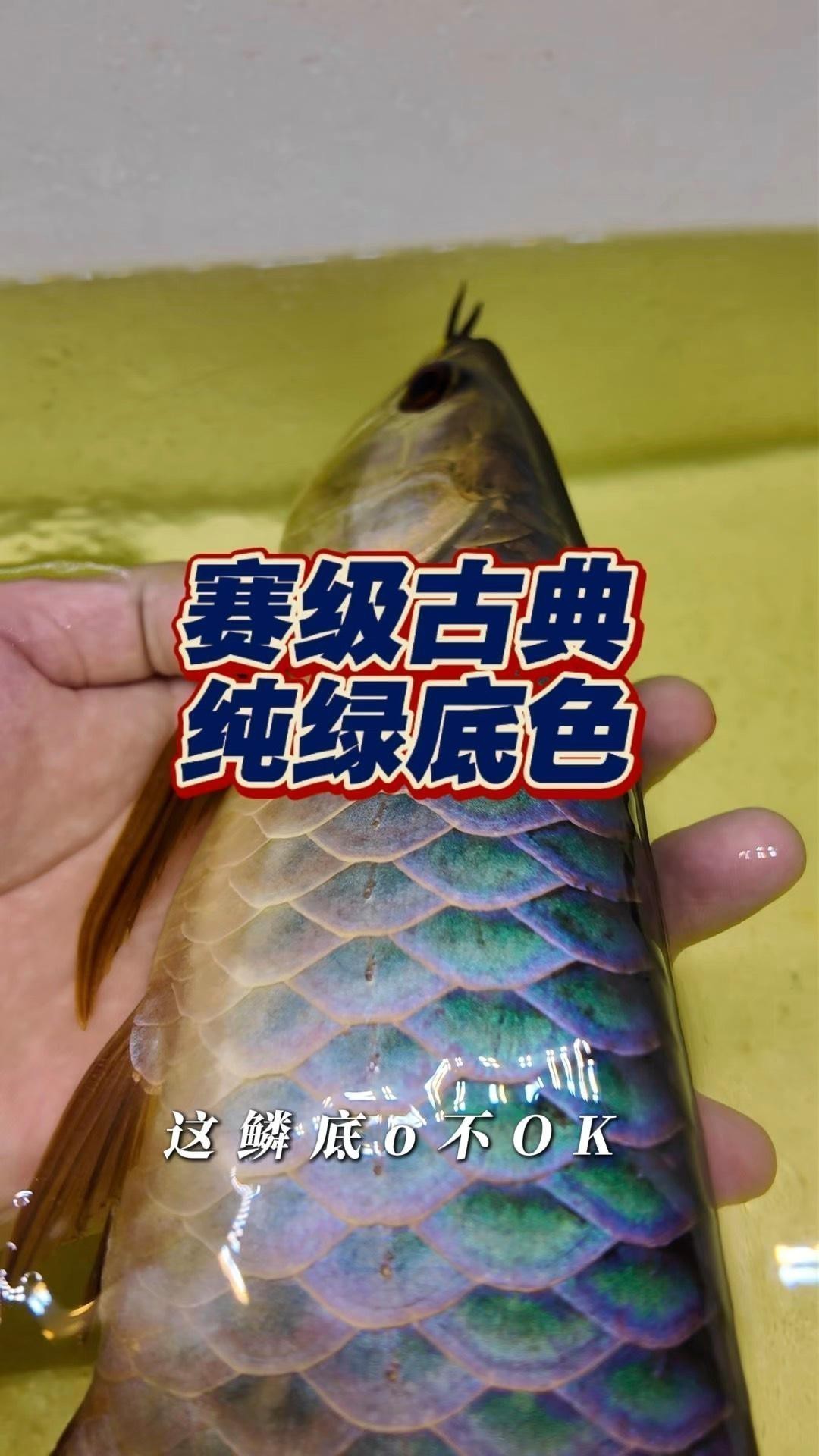 古典藍底金龍魚發色需要哪些環境條件？