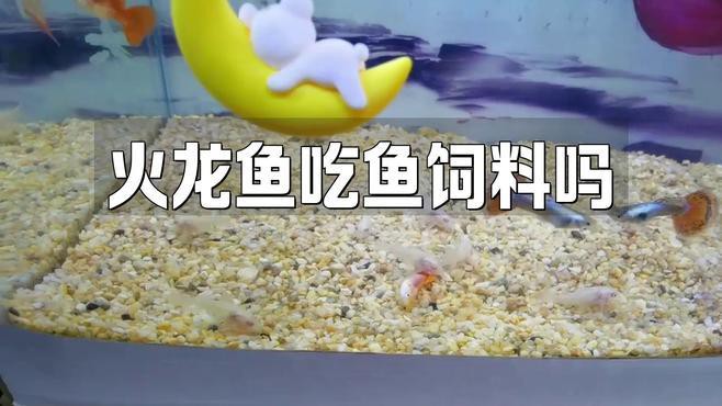如何給小火龍魚(yú)喂食？