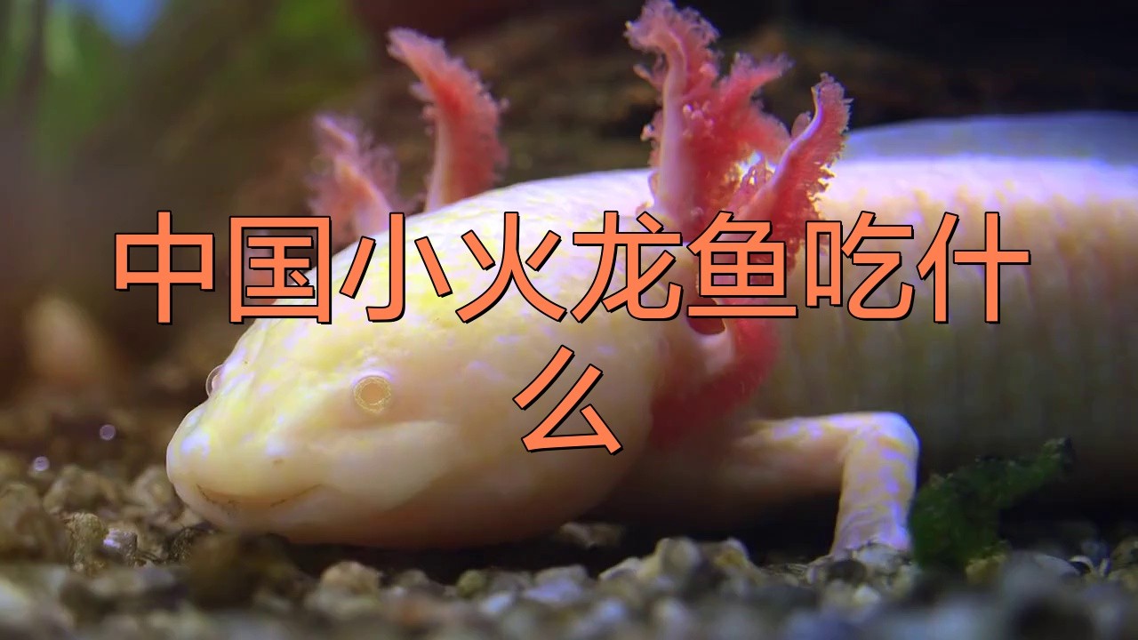 如何給小火龍魚(yú)喂食？