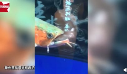 龍魚不好好吃食可能由多種原因引起，包括食物選擇、水質(zhì)問題等：龍魚不好好吃怎么辦