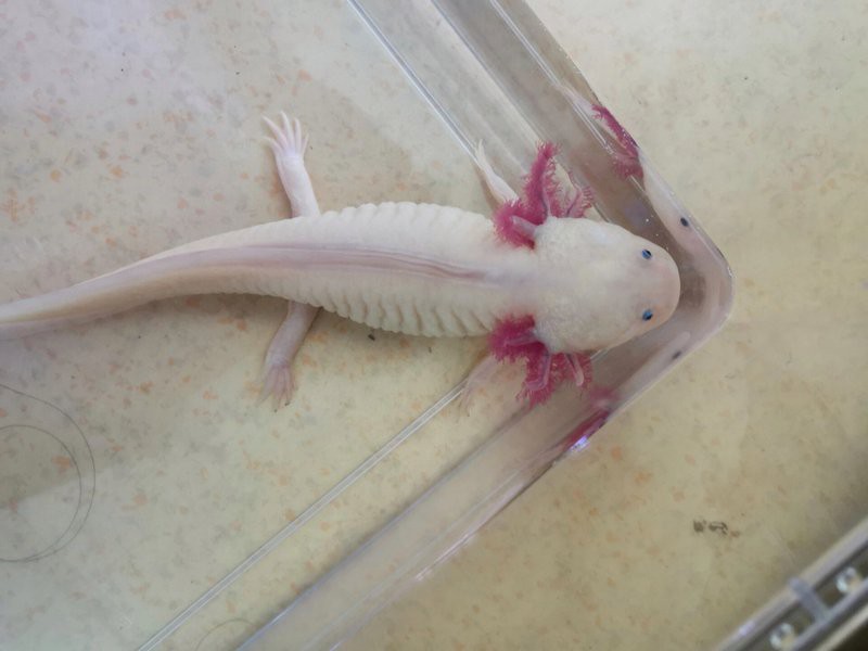 如何給六角龍魚消毒？