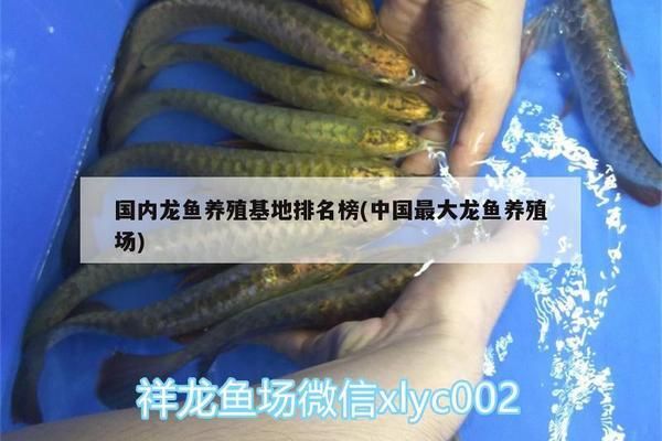最好的龍魚繁殖廠（<strong><mark>南京</mark></strong>龍魚繁殖基地）