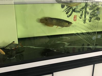 龍魚粘液脫落（龍魚粘液脫落,龍魚粘液脫落可能由多種因素引起）