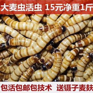 金龍魚吃了面包蟲后偏吃怎么辦：金龍魚吃面包蟲多了,現在不吃東西乙,怎么辦